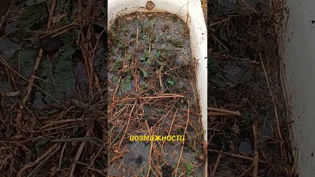 Самая лучшая,бесплатная прикормка для ваших растений #огурцы #fyp #заработок #прикормка #бесплатно