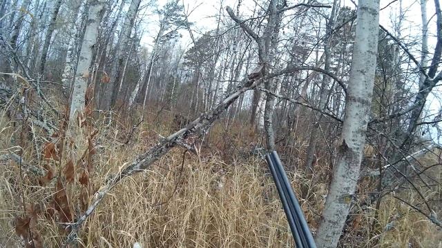 Охота. Заметки охотника #16. За рябчиком с русским спаниелем. Охота на бобра. Hunting in russia