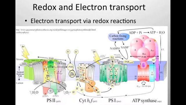 Part 3 Photosynthesis Reynolds VL 2015.mp4 смотреть онлайн