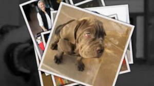 САМЫЕ СМЕШНЫЕ СОБАКИ 2015 - Лучшая Подборка #77 - Прикольные и Весёлые Собаки - ДО СЛЁЗ