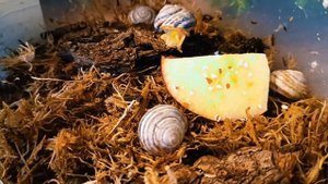 Лесные улитки для начинающих в улитководстве