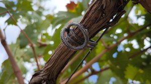 Трикотажные кольца- традиционная подвязка винограда!