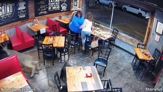 ОЛЕНЬ ЗАЛЕТЕЛ В ОКНО РЕСТОРАНА смотреть онлайн