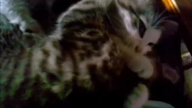 Коты обнимаются (Cats cuddling)