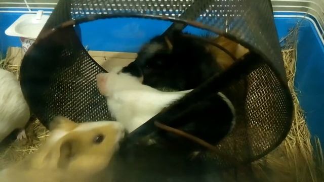 Эксперимент. КОЛЕСО и морские СВИНКИ | Хомячуля: Secret Life Hamster - Pets