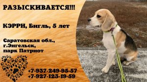 Пропала собака! КЭРРИ. Бигль. 5.лет. Саратовская обл, г. Энгельс