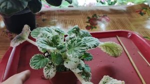 Два месяца и детка готова!!!