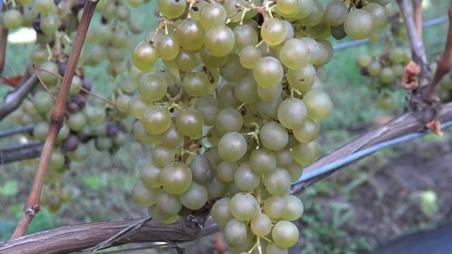 Виноград Спартанец Магарача