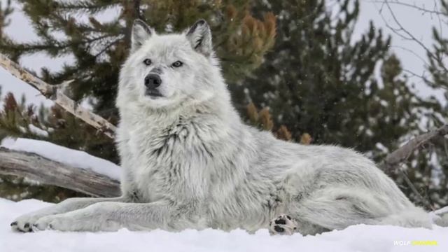 ⛔️МАТЁРЫЙ ВОЛК ПРОТИВ СОБАКИ! ПОЧЕМУ ВОЛК СИЛЬНЕЕ ЛЮБОЙ СОБАКИ. ВОЛК ПРОТИВ ПИТБУЛЯ. смотреть онлайн