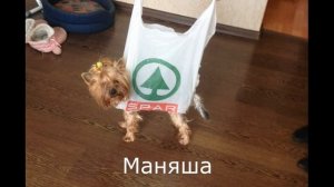 Чудопых. Судьба маленького йорка.