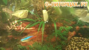 Клинобрюшка обыкновенная (Gasteropelecus sternicla) - o-pitomcax.ru