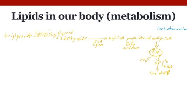 Nutrition and Metabolism смотреть онлайн