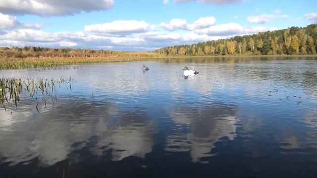 Продаю чучела селезня Гоголь обыкновенный (новые), из полистирола высокой плотности.