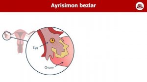 Ayrisimon bez faoliyati