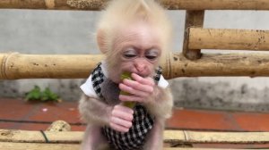 Baby monkey Abi makes a smart choice between strawberries and grapes