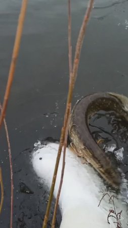 Под лЁд. Волшебный пендель  #norstream #fishing #спиннинг #рыбалка