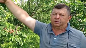 Черешня в конце мая