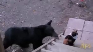 Кот гоняет медведя