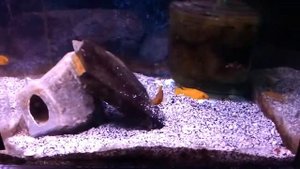 Лампрологус апельсиновый (Neolamprologus leleupi)