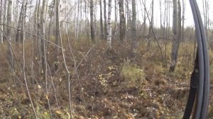 Охота на боровую дичь. По полям с русским спаниелем. Охота на рябчика с манком и с подхода.