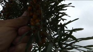 Собираем облепиху сорт Чуйская