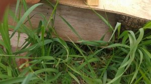 Нашествие пчел. Бродячие рои. Роеловство 2023. Ловля роев. Роеловки.