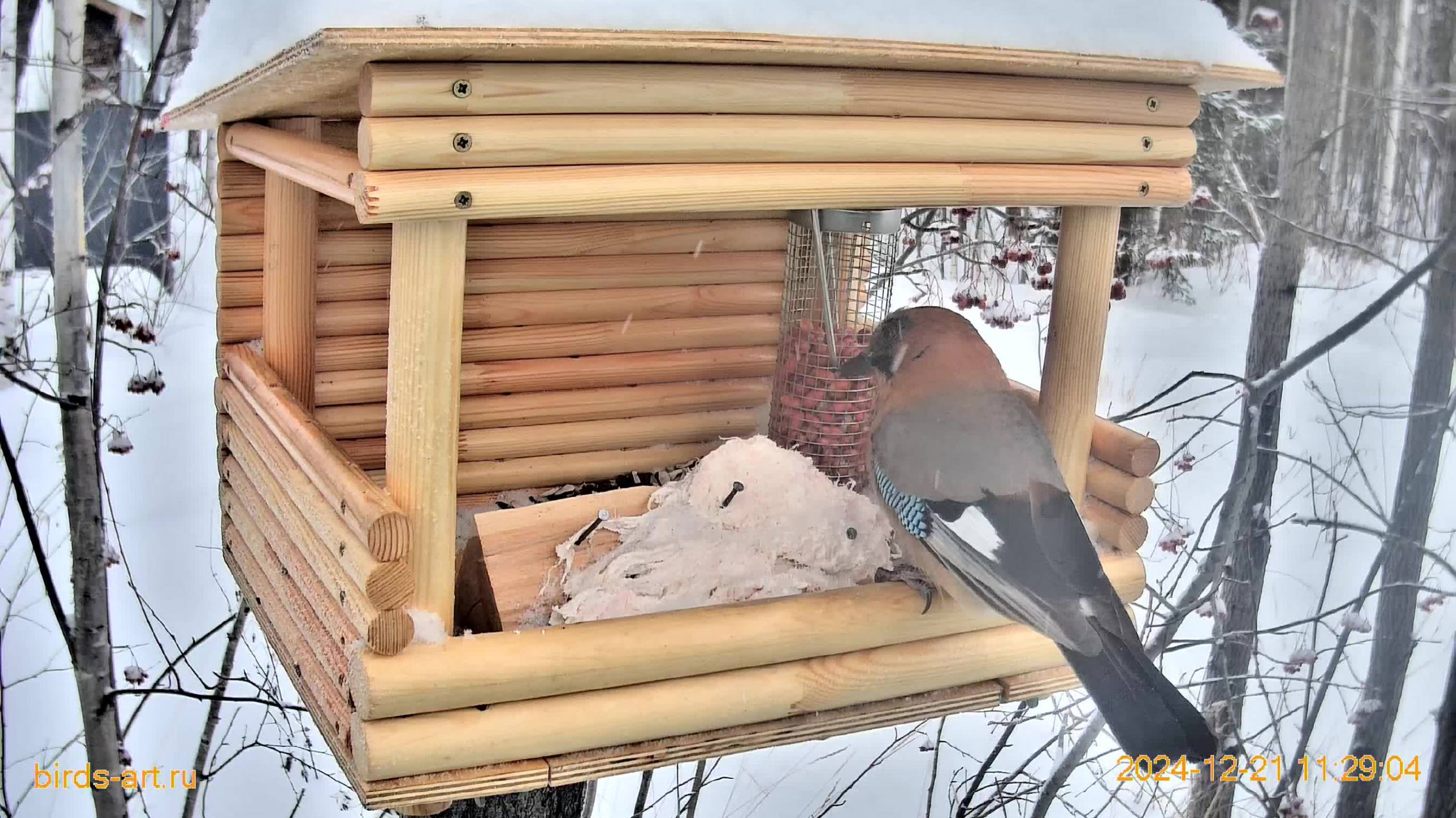 Онлайн кормушка для птиц Live Bird Feeder