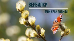 Вербилки - мой край родной