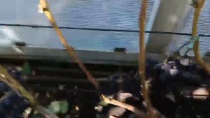 ВИНОГРАД «ЗАРЯ НЕСВЕТАЯ»