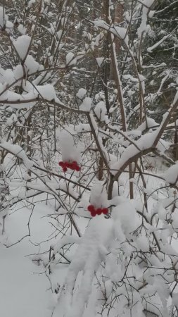 Зимой в лесу