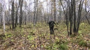 Охота на зайца с гончими. Трудовой зайчик попался, но охота закончилась трофеем!