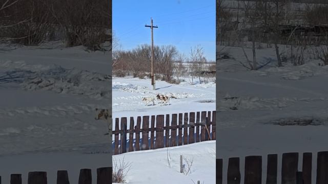 Три молодых бычка убежали от своих хозяев. Свобода их манит куда-то, прогулка телят