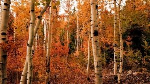 Осенние Берёзы