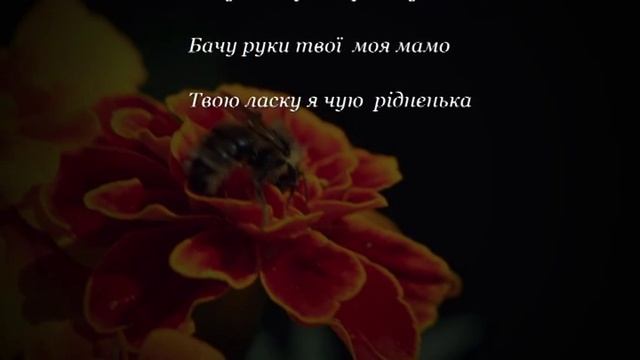 Чорнобривці - Українська пісня