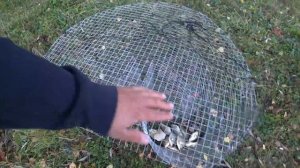 Ловля карася ловушками. Какая ловушка для рыбы лучше.