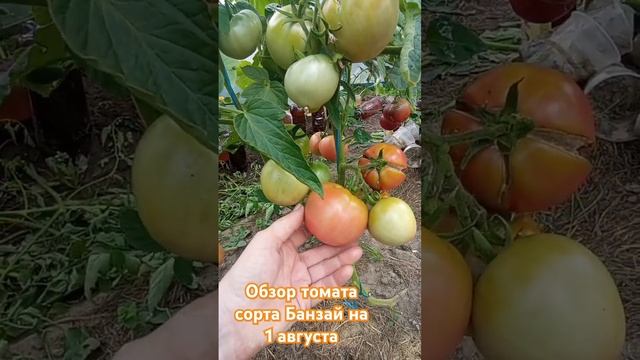 Обзор томата сорта Банзай за лето. 1 августа. #огород #дача #помидоры