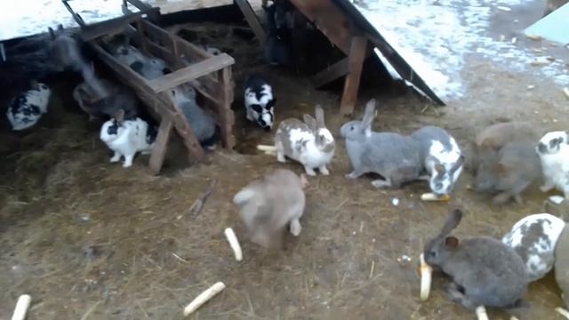 обзор кроликов 180321г смотреть онлайн