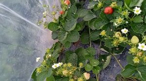 Клубника сорта Хадемар