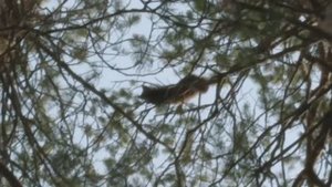 Работа лаек по кунице. Злая куница на дереве.