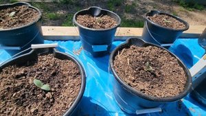ДЕРЕВЕНСКИЙ ОГОРОДНИК МИШАНЯ НЕОБЫЧНЫЙ ОГОРОД В АМЕРИКЕ ВЫСАЖИВАЮ РАССАДУ
