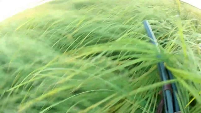 Осень 2021, первые гуси смотреть онлайн