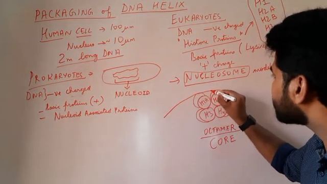 Molecular Basis of Inheritance Part 3