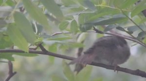 Птицы на ветке (1 часть)