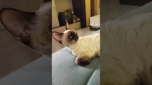 НАША КОШКА ПАЛЬМА #девонрекс
