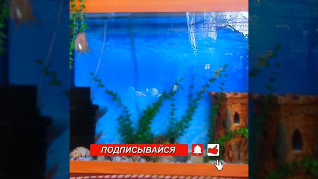 Аквариумные золотые рыбки / Исцеление тела, разума и духа / Усиление мощности мозга