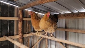 Кучинские курочки красотки хорошо устроились