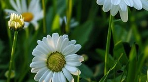 Семейные истории - Как обида меняет отношения внутри семьи...