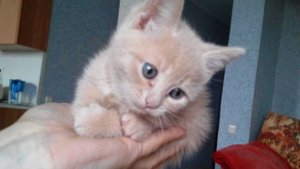 Котёнок. Стихи. Автор: Козырин В.Е.