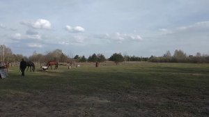 Конная ферма в деревне Старинки Меленковского района.(3)