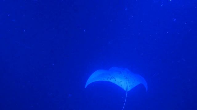 Manta ray snorkeling at Keauhou Bay, Hawaii смотреть онлайн